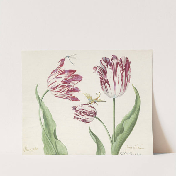 Drie tulpen met waterjuffer en een ander insect Minerva Orrienthal (1637) by Jacob Marrel