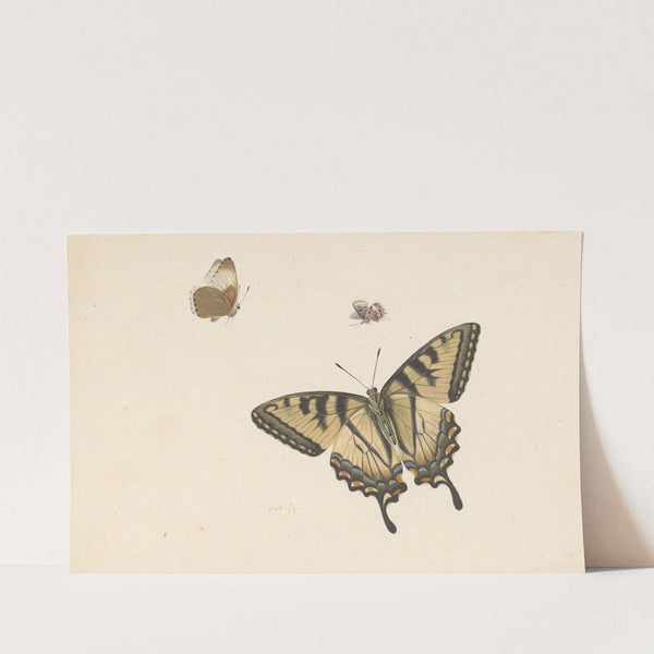 Drie vlinders by Herman Henstenburgh