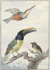 Drie vogels; een IJsvogel, een Prins von Wied’s Toekan en een Organist