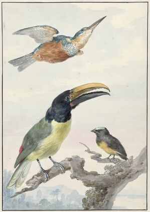 Drie vogels; een IJsvogel, een Prins von Wied’s Toekan en een Organist