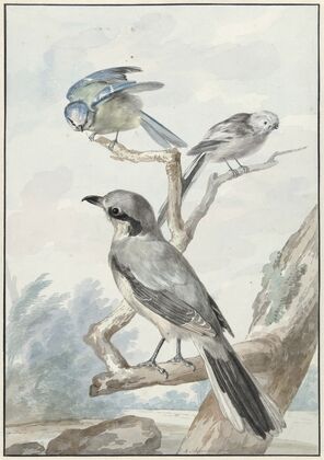 Drie vogels; een Staartmees, een Pimpelmees en een Klapekster of Grote Klauwier