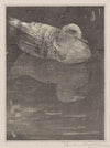 Drijvende eend