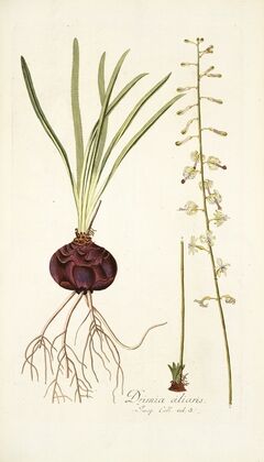 Drimia ciliaris