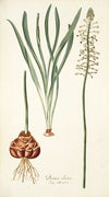 Drimia elata