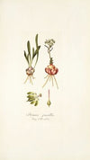 Drimia pusilla