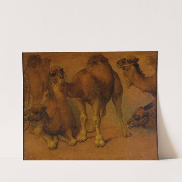 Dromadaires et têtes de dromadaires by Pieter Boel