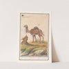 Dromedaris (Camelus dromedarius) Dromadaris. Camelus-dromas. Dromedaire (1596-1610) by Anselmus Boëtius de Boodt