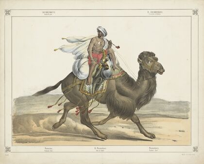 Dromedarus, Arabisch post (1829-1880)