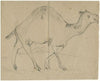 Dromedary