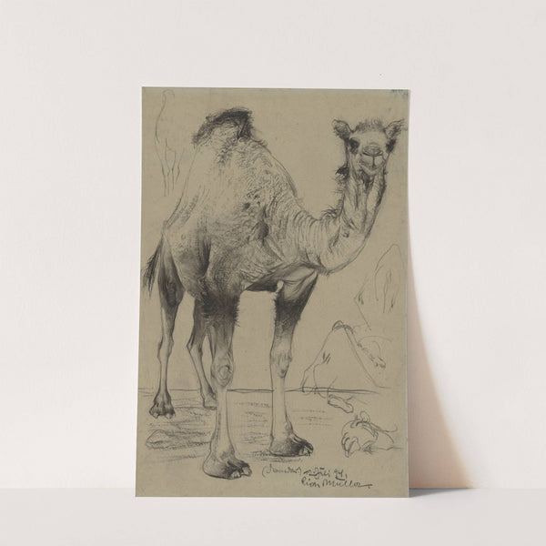 Dromedary by Richard Müller