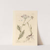 Dropwort by Elizabeth Blackwell