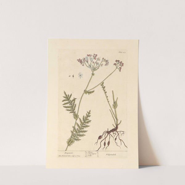 Dropwort by Elizabeth Blackwell