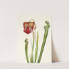 Drummond Pitcherplant. Sarracenia drummondii (1925) by Mary Vaux Walcott