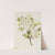 Drummond Willow (Salix drummondiana) (1921) by Mary Vaux Walcott