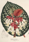 Drymonia Turialvæ