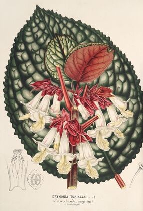 Drymonia Turialvæ