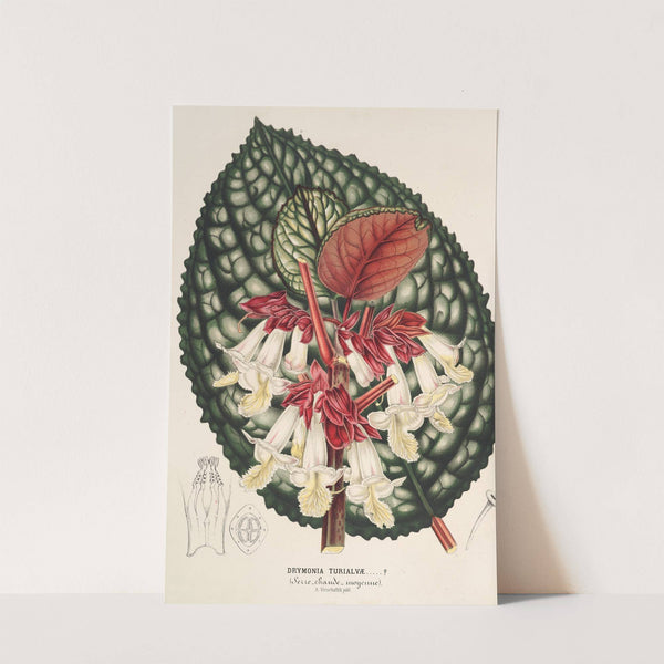 Drymonia Turialvæ by Charles Antoine Lemaire