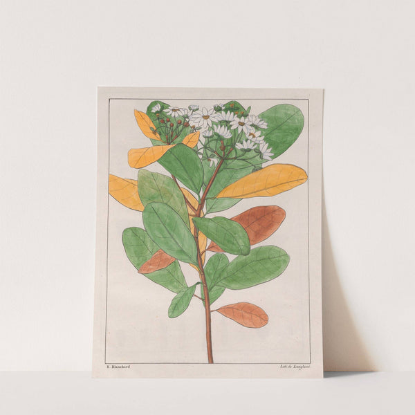 Drymys Granatensis (V. Campestris) (1824-1828) by Auguste de Saint-Hilaire