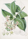 Duabanga Sonneratioides, Ham. (1855)