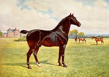 Dual Champion Pony Stallion, Berkeley Model