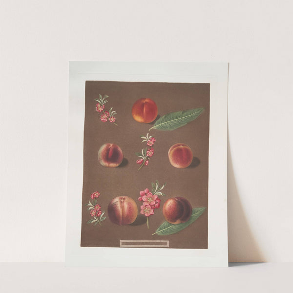 Duc de Tillees, or Dutilees, Old Brugnon, Brugnon, Murry nectarine and the Newington nectarine. (1812) by George Brookshaw