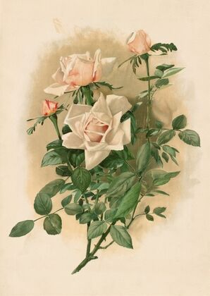 Duchesse de Vallombrosa Roses