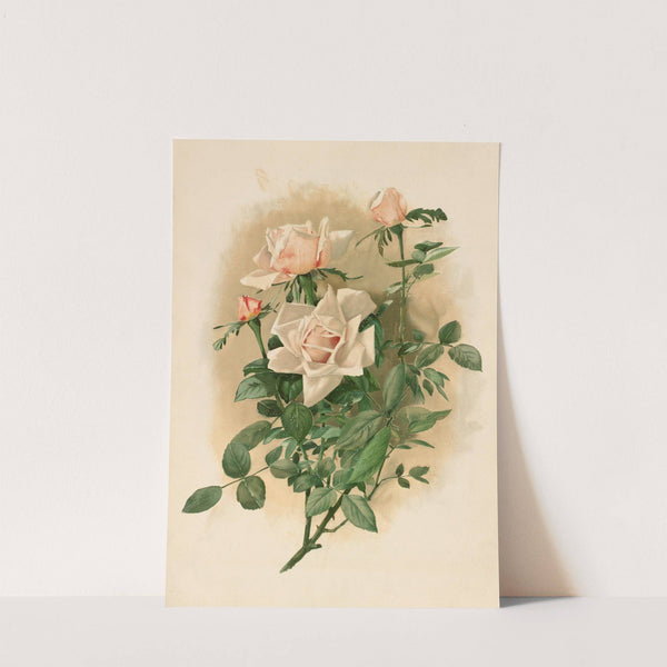 Duchesse de Vallombrosa Roses by Thaddeus Welch