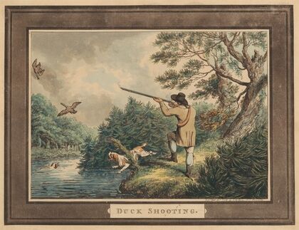 Duck Shooting