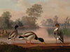 Ducks