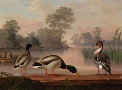 Ducks