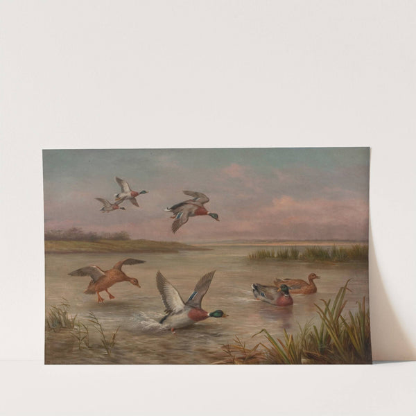 Ducks by Edgar Hunt