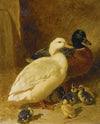 Ducks And Ducklings