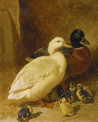 Ducks And Ducklings