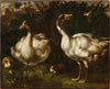 Ducks and Guinea Pigs