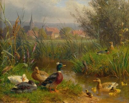 Ducks