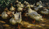 Ducks in Sunlight