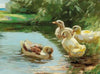Ducks in the water