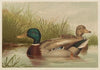 Ducks on pond