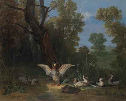 Ducks Resting in Sunshine