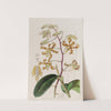 Dull-coloured Dendrobium by Sydenham Edwards