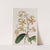 Dull-coloured Dendrobium by Sydenham Edwards