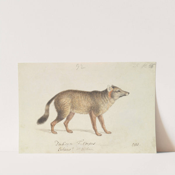 Dun-Footed Aguara-Dog (1837) by Charles Hamilton Smith