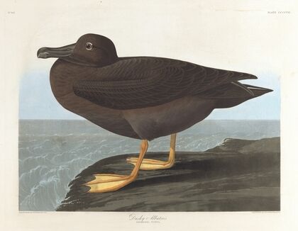 Dusky albatros