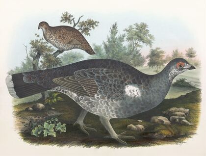 Dusky Grouse