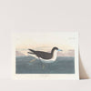 Dusky petrel by John James Audubon