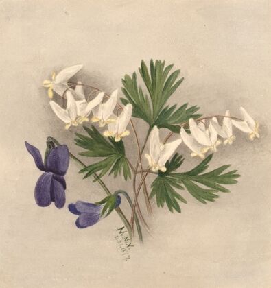 Witch-Hazel (Hamamelis virginiana) (1917)