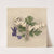 Dutchman’s Breeches (Bikukulla cucullaria) (1877) by Mary Vaux Walcott