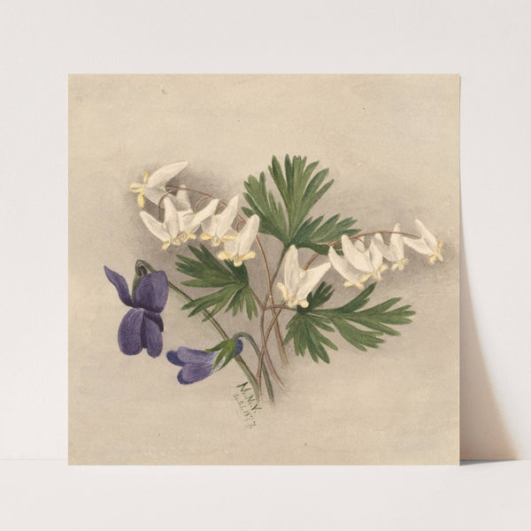 Dutchman’s Breeches (Bikukulla cucullaria) (1877) by Mary Vaux Walcott