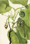 Dutchman’s Pipe (1934)