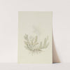 Duvalia caespitosa (Masson) Haw (Milkweed) by Robert Jacob Gordon